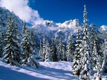 雪松的耐寒能力怎么樣？容易凍傷嗎？
