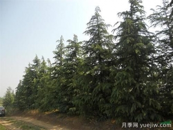 雪松一畝地栽多少棵？一畝地能種多少顆雪松？