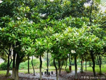如何提高大廣玉蘭移植成活率？