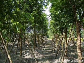 樸樹種植和養(yǎng)護(hù)的四大注意事項(xiàng)