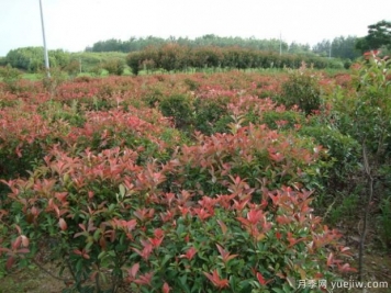 如何對(duì)紅葉石楠進(jìn)行施肥？