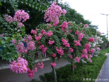 紫薇樹(shù)什么時(shí)候移栽比較好？最佳時(shí)間