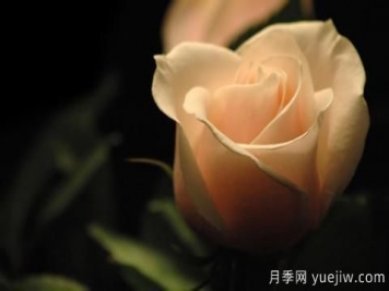 怎么看張愛(ài)玲的《紅玫瑰與白玫瑰》？