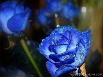藍色妖姬的折法，藍色妖姬適合送給什么人