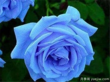藍色妖姬價格多少錢一朵？有什么寓意？