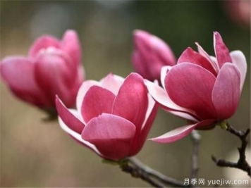 紫玉蘭幾月份開花？南陽紫玉蘭的花語和寓意