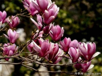 紫玉蘭小苗多少錢(qián)一棵？南陽(yáng)2、3、4公分紫玉蘭價(jià)格表