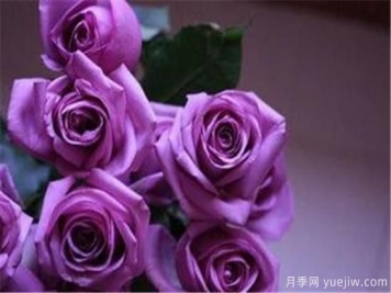 紫色玫瑰代表什么 紫玫瑰花期花語
