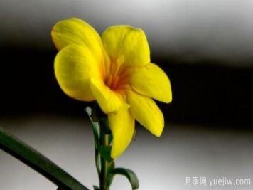 春天開哪些花