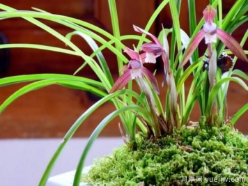 蘭花發(fā)芽的生長因素，要嚴(yán)格把控4個方面