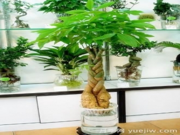怎樣養(yǎng)殖發(fā)財(cái)樹？發(fā)財(cái)樹養(yǎng)殖常見問題解答