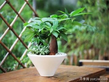 發(fā)財(cái)樹幾天澆一次水，澆水方法