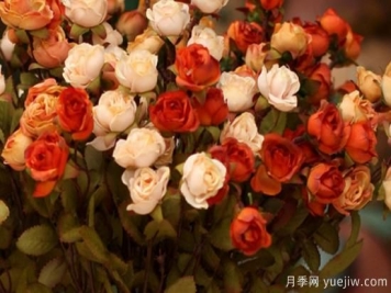 玫瑰花干花怎么制作