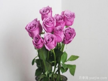 簡單的玫瑰家庭養(yǎng)法