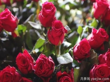 批發(fā)玫瑰花多少錢一朵？批發(fā)價格2元/朵
