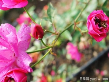 玫瑰花如何種植