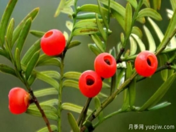 紅豆杉的風(fēng)水寓意和功效，象征長壽與不朽