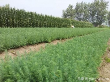 綠化采購雪松樹苗注意哪些問題？