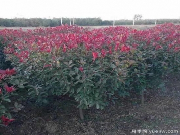 紅葉石楠適應(yīng)有機化肥嗎？
