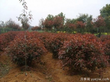 如何為紅葉石楠小苗除草？