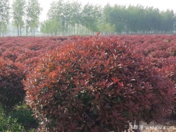 紅葉石楠球是喬木還是灌木？