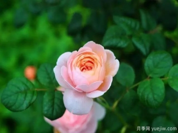 瑞典女王莫奈，懶人養(yǎng)月季花為什么要選它們