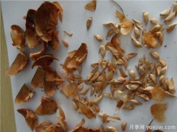 雪松種子什么時候種植？