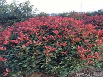 庭院種紅葉石楠可以嗎？