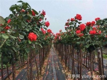 月季樹爛根，怎么治？