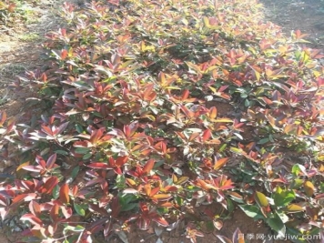 南陽紅葉石楠適合在北方地區(qū)種植嗎？