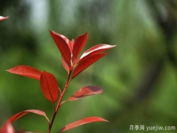 常見紅葉石楠葉片扦插技術分享