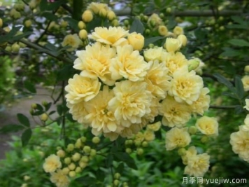 黃木香號(hào)稱開花勞模，耐寒耐熱養(yǎng)護(hù)簡單