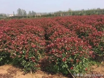 紅葉石楠樹需水量大小如何確定？