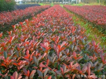 紅葉石楠小苗哪里批發(fā)？