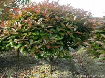怎么樣培育紅葉石楠可以讓其更鮮艷？
