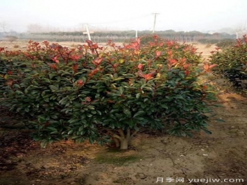 雨季紅葉石楠幼苗倒伏怎么辦？