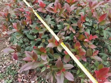 高桿紅葉石楠怎么培育才能長出嫩葉？