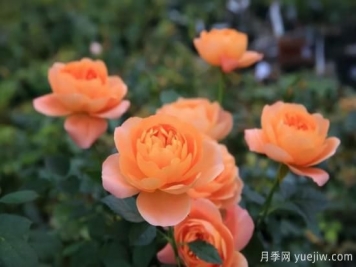 強(qiáng)烈推薦的11種月季花，陽(yáng)臺(tái)變花園不是夢(mèng)