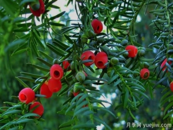 紅豆杉價(jià)格多少錢(qián)一棵？南陽(yáng)紅豆杉樹(shù)苗價(jià)格