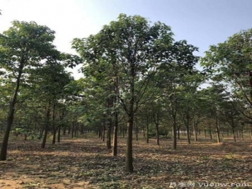 南陽(yáng)楸樹什么時(shí)候種植？