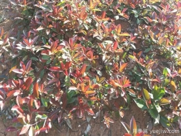 紅葉石楠小苗和紅葉石楠樹(shù)如何選擇？