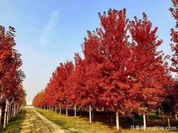 無(wú)花勝有花，這7種秋色葉樹種簡(jiǎn)直美炸天