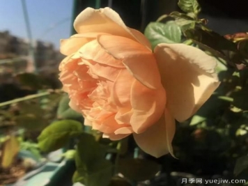 廣東陽臺黨必入5種月季，耐熱又好養(yǎng)