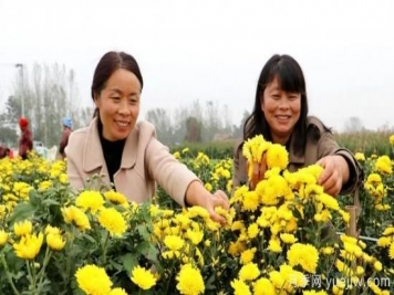 農(nóng)民種植菊花，既能欣賞也能致富發(fā)家