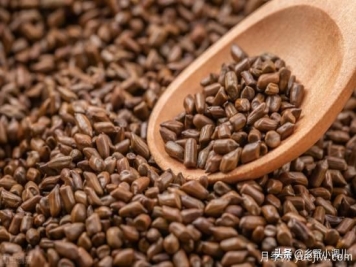 種植哪些藥材前景好？3種中藥材用途廣收益高前景好