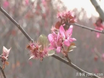 菏澤成武：千畝海棠反季節(jié)開(kāi)花，逆襲深秋成一景