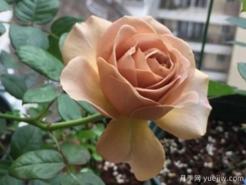 拿鐵咖啡、加百列、糖果雪山、銅管樂隊(duì)等月季值得入手嗎？