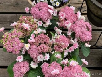 盆栽繡球花注意這6個要素，年年復(fù)花，比月季少患病