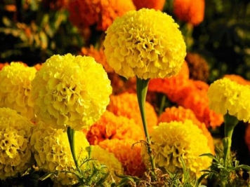 100種常見(jiàn)花卉的栽培大全，送給愛(ài)養(yǎng)花的你
