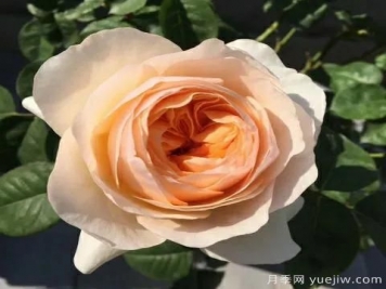 朱麗葉月季，經(jīng)典永恒，多姿美艷香氣迷人